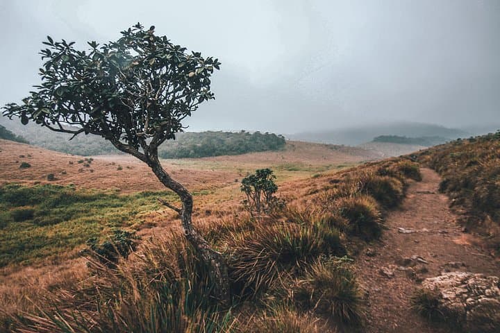 Horton Plains Hike from Ella: Full-Day 14 km Trek to World’s End photo 6