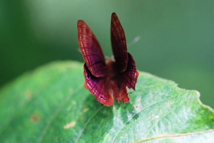 Private Butterfly Sanctuary & Spice Plantation Tour in Goa — Day Trip from Panaji photo 5