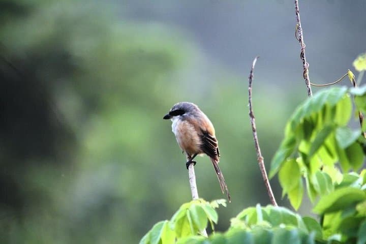 Private Butterfly Sanctuary & Spice Plantation Tour in Goa — Day Trip from Panaji photo 2
