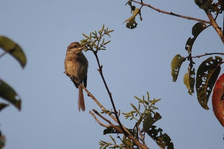 Private Butterfly Sanctuary & Spice Plantation Tour in Goa — Day Trip from Panaji photo 3