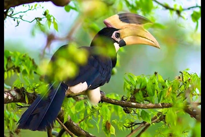 Bundala National Park Safari from Tangalle — Afternoon Jeep Wildlife Tour photo 2