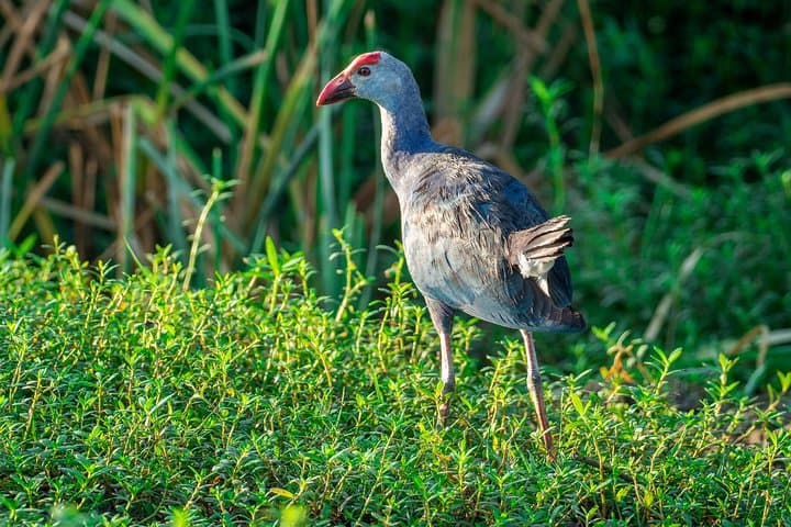 Bundala National Park Safari from Tangalle — Afternoon Jeep Wildlife Tour photo 3