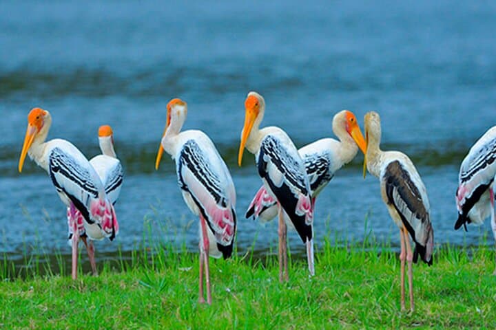 Bundala National Park Safari from Tangalle — Afternoon Jeep Wildlife Tour photo 4