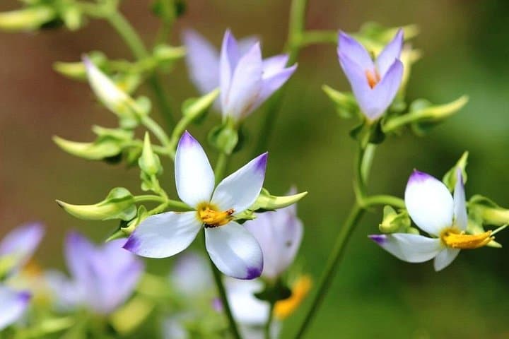 Private Butterfly Sanctuary & Spice Plantation Tour in Goa — Day Trip from Panaji photo 4