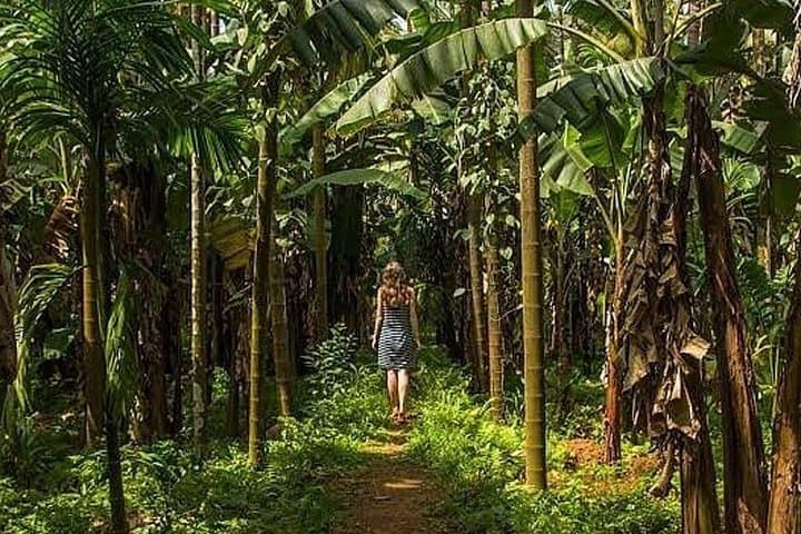 Private Butterfly Sanctuary & Spice Plantation Tour in Goa — Day Trip from Panaji