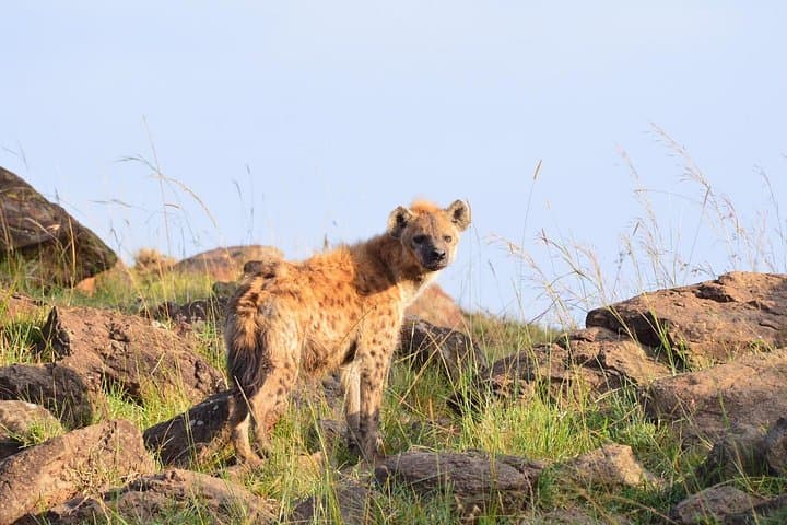 3-Day Mt Kenya Trek and Ol Pejeta Safari: Chimpanzees to Snow-Capped Peaks