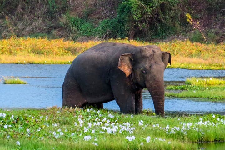 Wasgamuwa National Park Jeep Safari from Sigiriya — Day Trip Wildlife Tour photo 2