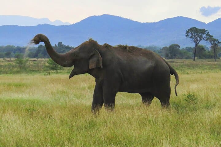 Wasgamuwa National Park Jeep Safari from Sigiriya — Day Trip Wildlife Tour photo 3