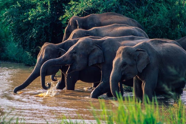 Wasgamuwa National Park Jeep Safari from Sigiriya — Day Trip Wildlife Tour photo 4