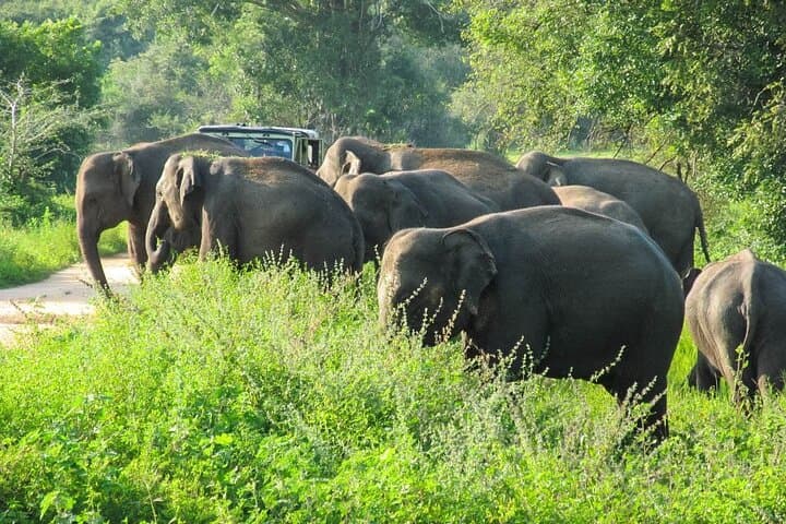 Wasgamuwa National Park Jeep Safari from Sigiriya — Day Trip Wildlife Tour photo 5