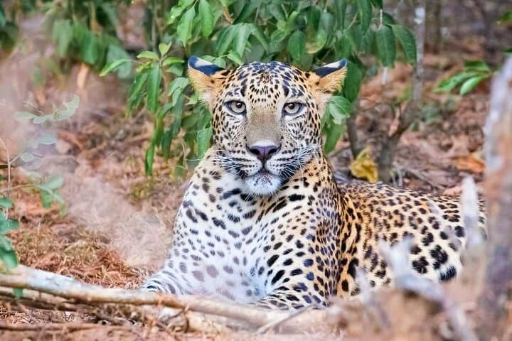 Wasgamuwa National Park Jeep Safari from Sigiriya — Day Trip Wildlife Tour photo 6