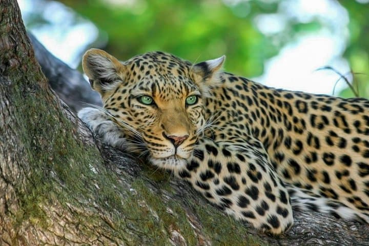 Wasgamuwa National Park Jeep Safari from Sigiriya — Day Trip Wildlife Tour