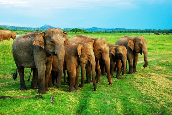 Sigiriya Rock to Minneriya: Private Day Trip and Wild Elephant Safari from Sigiriya photo 5