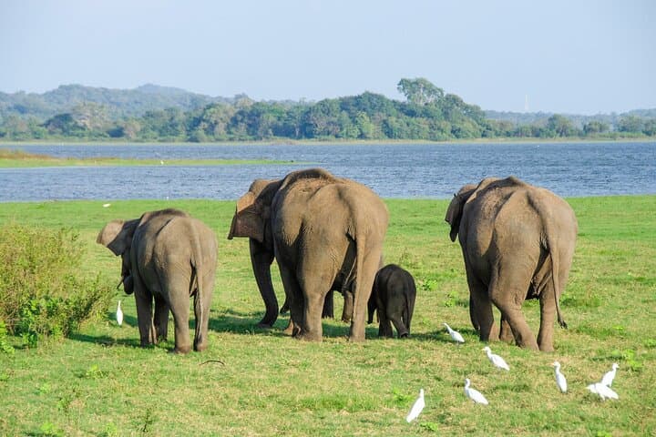 Sigiriya Rock to Minneriya: Private Day Trip and Wild Elephant Safari from Sigiriya photo 6