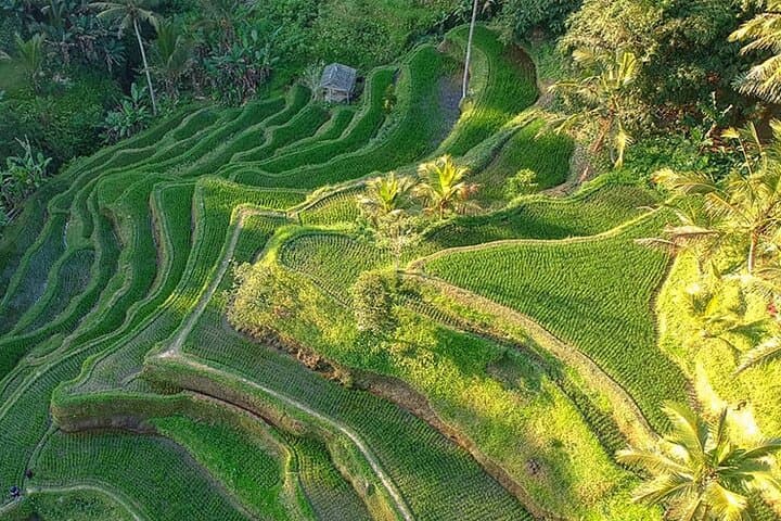 Best of Ubud: Rice Terraces, Temples & Waterfalls — Full-Day Private Tour photo 4