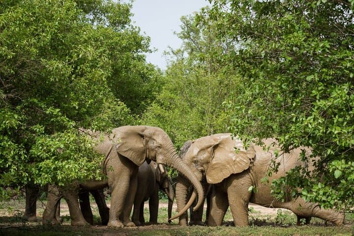 5-Day Ghana Safari Tour: Accra, Shai Hills & Mole National Park Wildlife Adventure