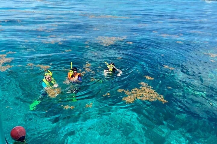 Half-Day Snorkel Trip to Key Largo Reefs — Pennekamp & Florida Keys Marine Sanctuary