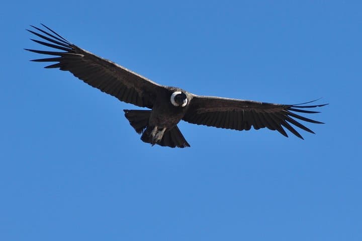 La Buitrera Condor Photo Tour — Private Birdwatching from Bariloche photo 2