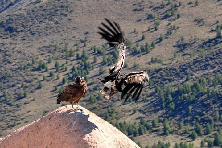 La Buitrera Condor Photo Tour — Private Birdwatching from Bariloche photo 4
