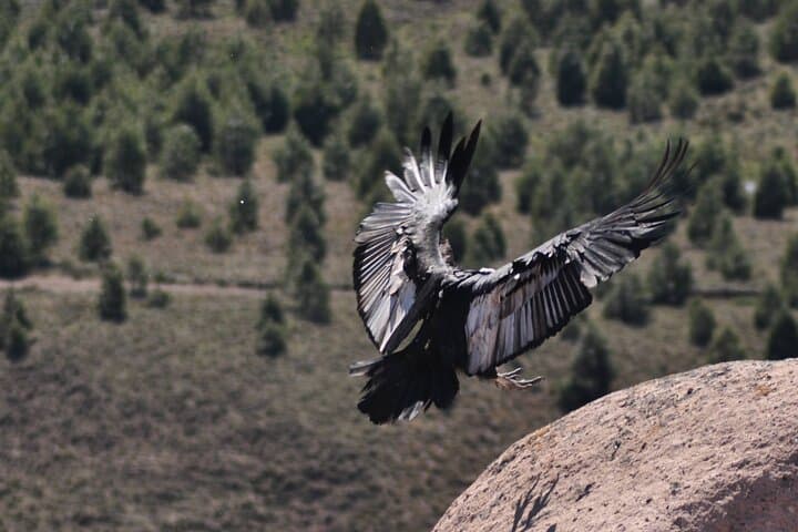 La Buitrera Condor Photo Tour — Private Birdwatching from Bariloche photo 6