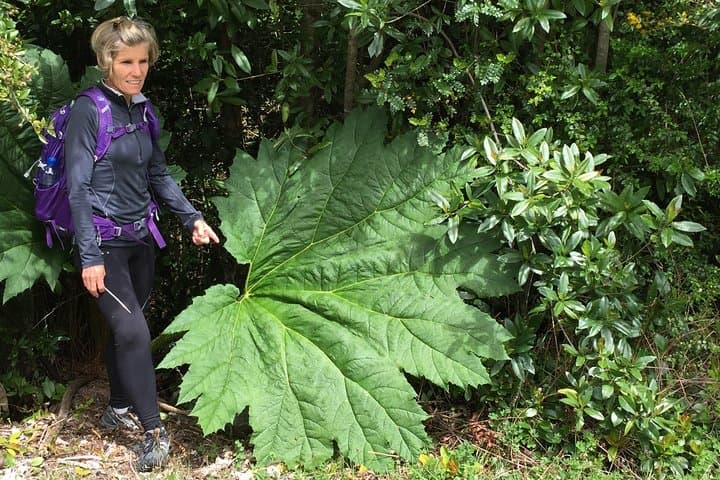Full-Day Hike in Alerce Andino National Park: Ancient Alerce Forest Trek from Puerto Varas photo 4