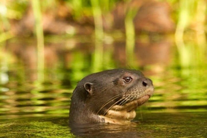 Deep Yasuni Wildlife Experience: 5-Day Amazon Camping & Wildlife in Yasuni National Park photo 1