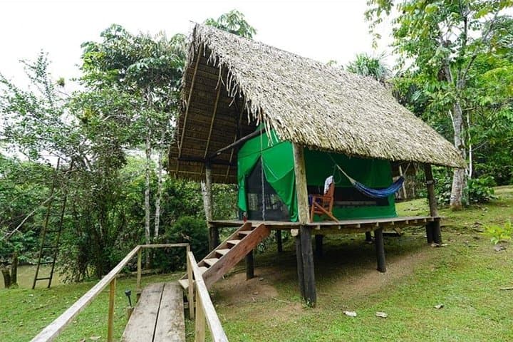 Deep Yasuni Wildlife Experience: 5-Day Amazon Camping & Wildlife in Yasuni National Park photo 4