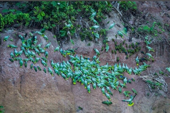 Yasuni Explorer: 4-Day Amazon Camping & Wildlife Expedition in Tiputini