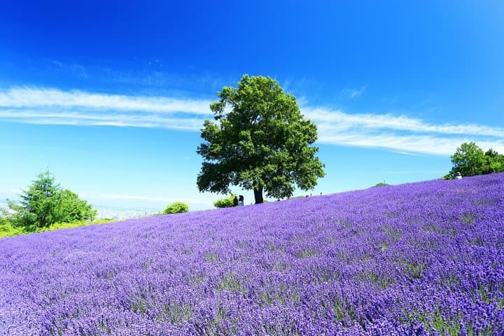 Furano & Biei Private 6-Hour Chauffeur Tour — Lavender Fields, Blue Pond & Local Flavors photo 3