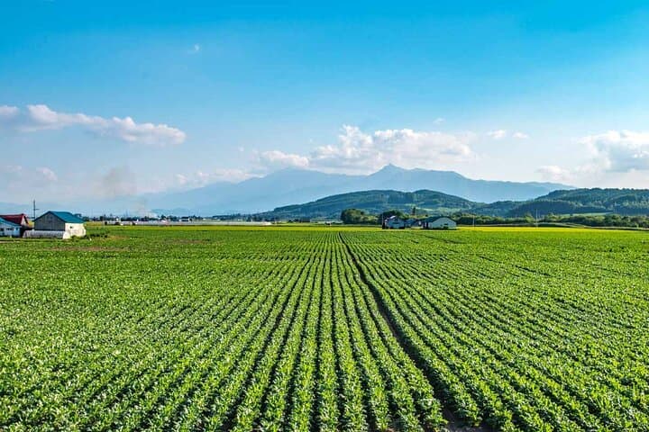 Furano & Biei Private 6-Hour Chauffeur Tour — Lavender Fields, Blue Pond & Local Flavors photo 4