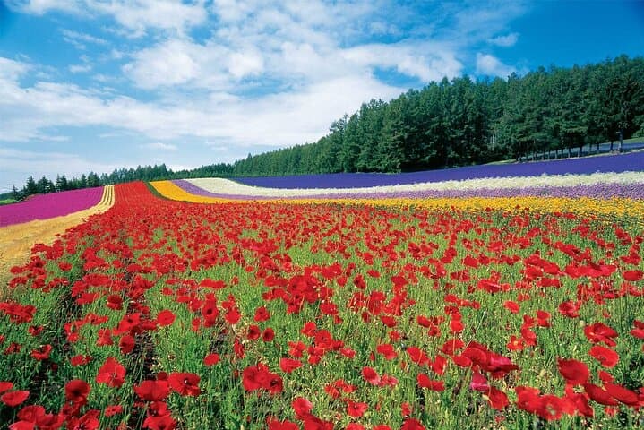 Furano & Biei Private 6-Hour Chauffeur Tour — Lavender Fields, Blue Pond & Local Flavors photo 1