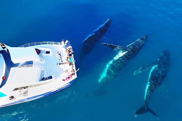 Hervey Bay Whale Watching Cruise: Up-Close Humpback Encounters from Urangan