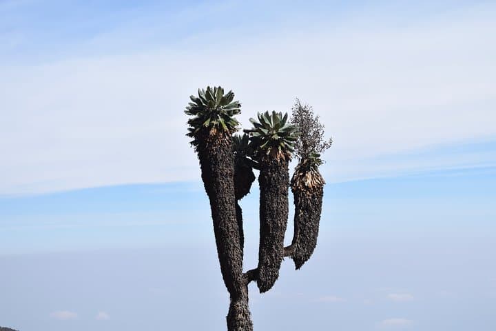 Machame Route 7-Day Kilimanjaro Climb: A Practical Guide to the Classic Ascent photo 4
