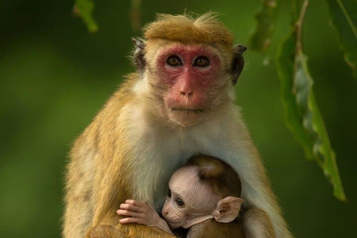 Colombo to Trincomalee Safari & Shuttle: Day Trip to Minneriya, Kaudulla and Hurulu photo 6