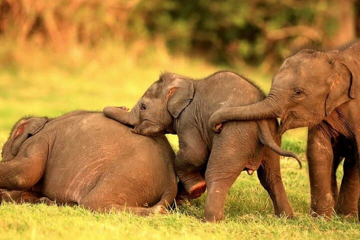 Dambulla to Trincomalee: Afternoon Safari Drive to See Sri Lanka's Elephant Gatherings photo 4