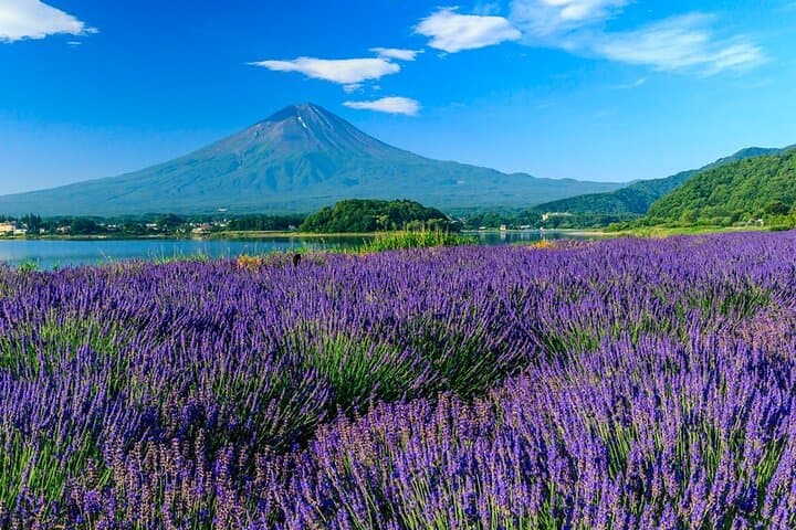Private Mt. Fuji Five Lakes Walking Tour from Kawaguchiko — Custom Guide Experience photo 4