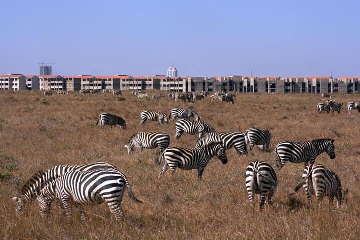 Nairobi Airport Layover: Game Drive at Nairobi National Park photo 2