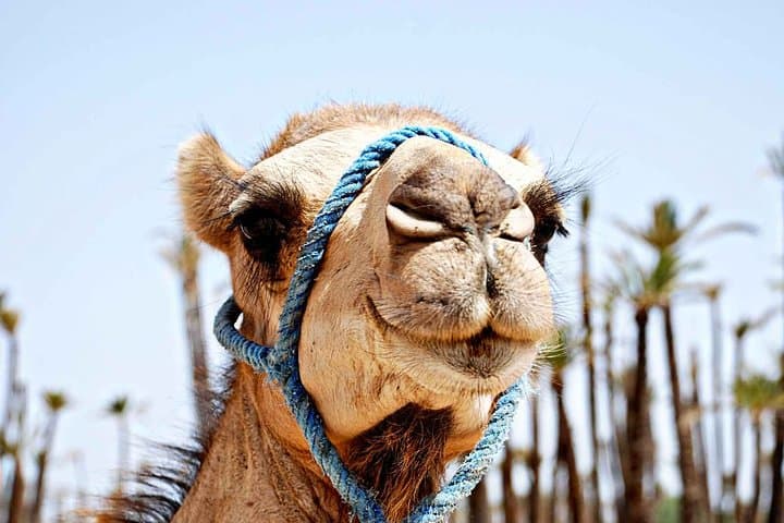 PalmGrove Camel Ride in Marrakech Palmeraie — 1-Hour Camel Trek & Mint Tea photo 2