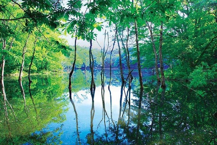 Shirakami-Sanchi Day Hike: Guided Walk Through Ancient Beech Forests photo 3