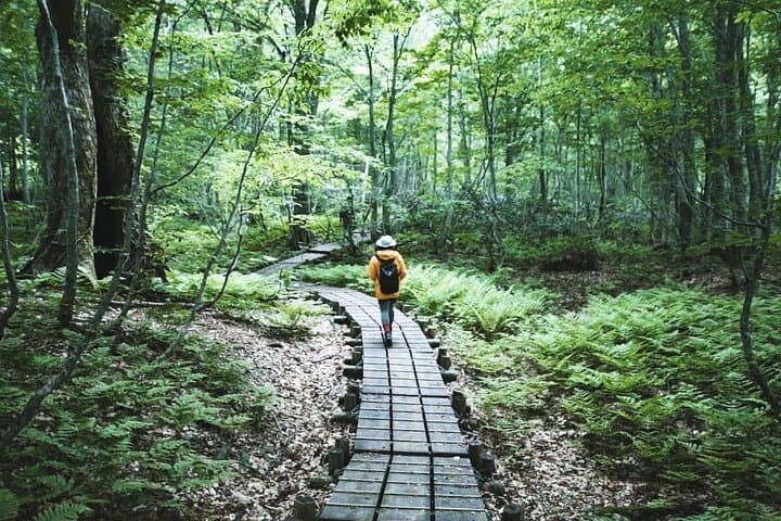 Shirakami-Sanchi Day Hike: Guided Walk Through Ancient Beech Forests