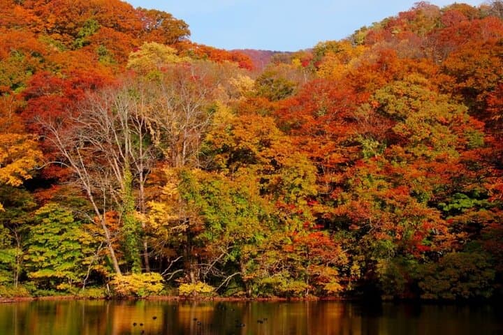 Shirakami-Sanchi Day Hike: Guided Walk Through Ancient Beech Forests photo 6