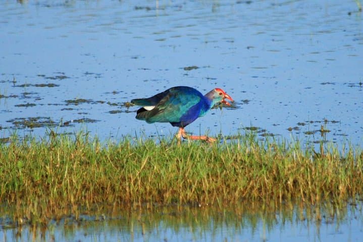 Bundala National Park Day Safari from Colombo — Birds, Elephants & Coastal Lagoons photo 1