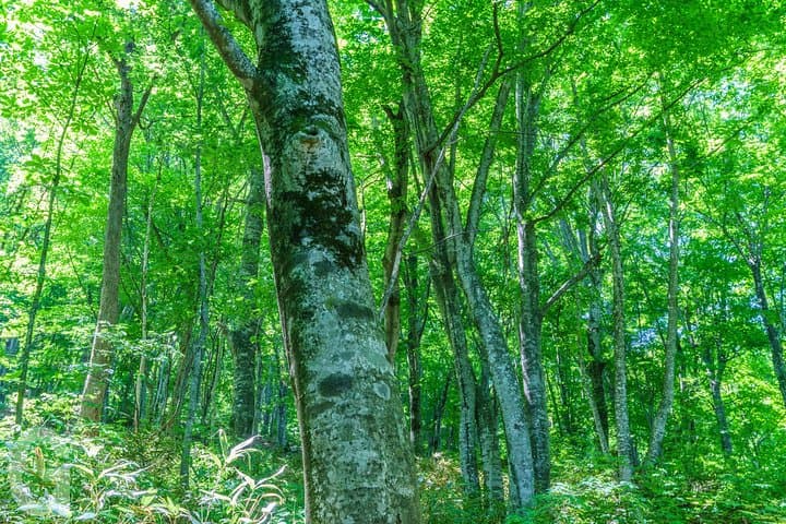Shirakami-Sanchi Day Hike: Guided Walk Through Ancient Beech Forests photo 5