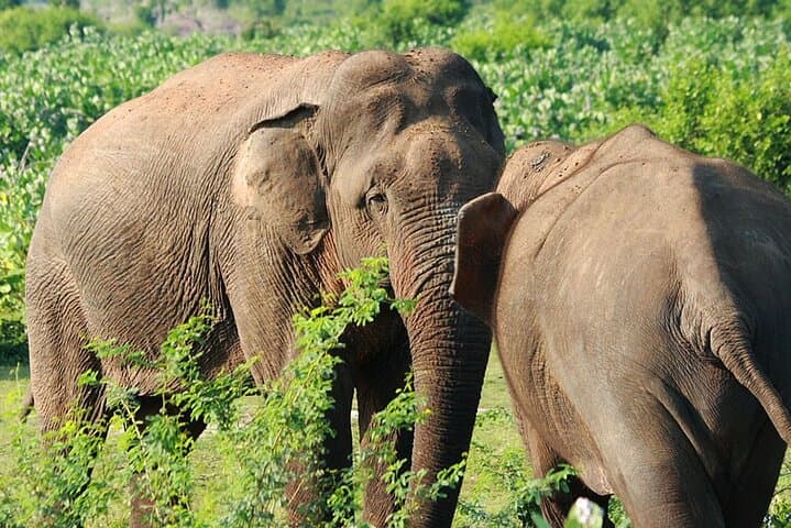 Bundala National Park Day Safari from Colombo — Birds, Elephants & Coastal Lagoons photo 2