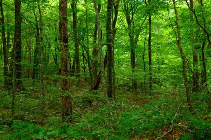 Shirakami-Sanchi Day Hike: Guided Walk Through Ancient Beech Forests photo 2