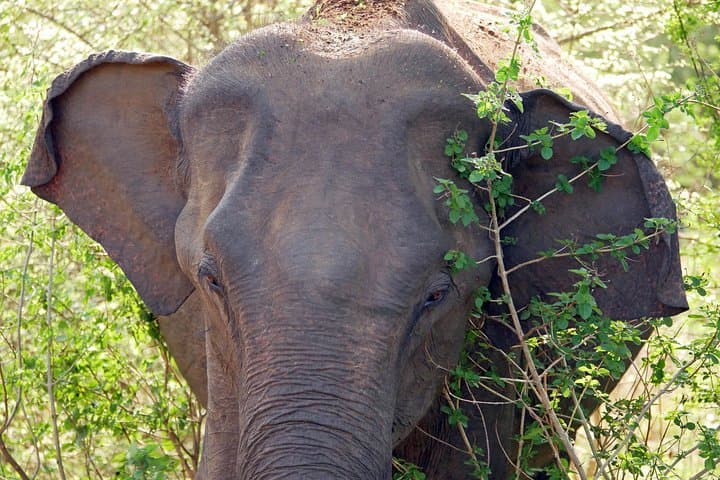 Bundala National Park Day Safari from Colombo — Birds, Elephants & Coastal Lagoons photo 3
