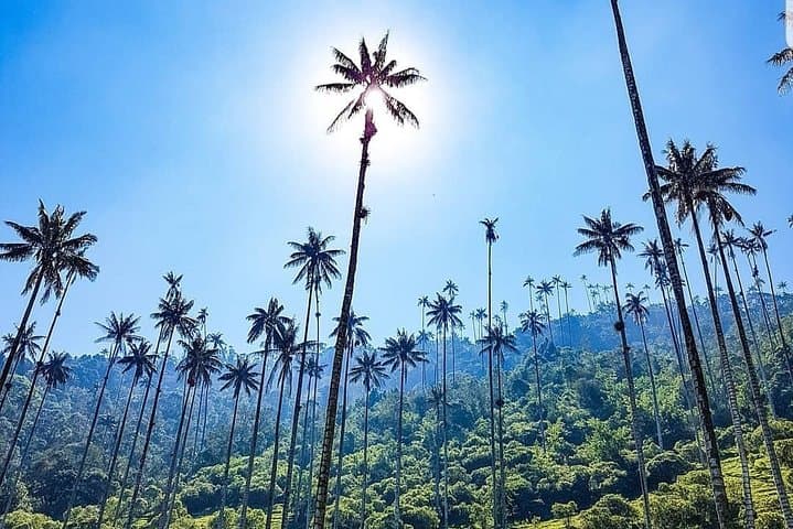 Cocora Valley, Salento & Coffee Farm Day Tour — Wax Palms and Colombian Coffee photo 1