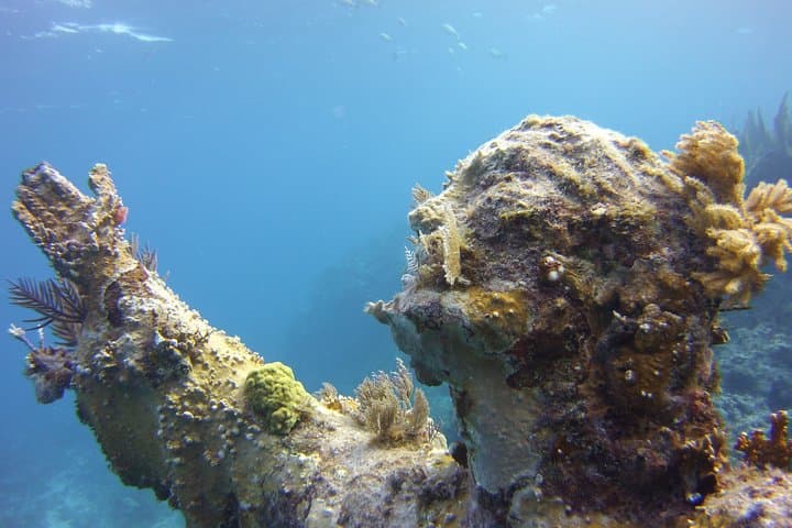 Private Snorkel Charter to Key Largo Reef — Gear Included, Turtle & Ray Sightings photo 3