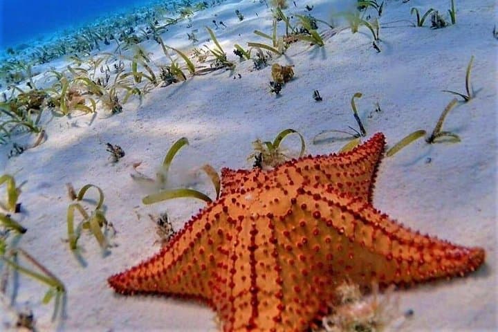 El Cielo Full-Day Snorkel in Cozumel: Starfish, Palancar & Beach Club Experience photo 3