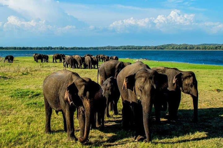 Habarana Adventure Day Tour from Kandy — Pidurangala Climb & Minneriya Safari photo 4